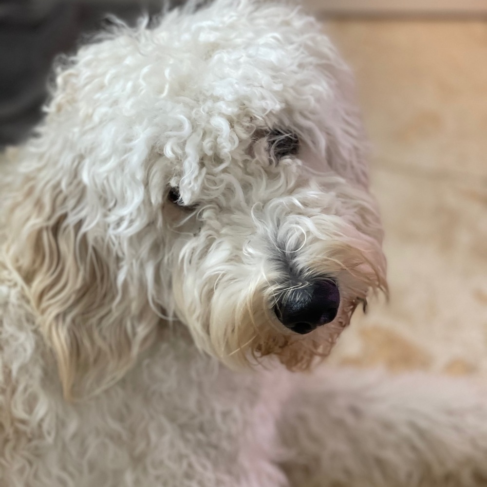 Meet your Posher, Torrey